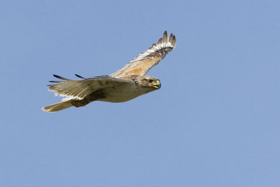 ferruginous hawk 070207_MG_0137