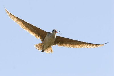 long-billed curlew 070107IMG_3541