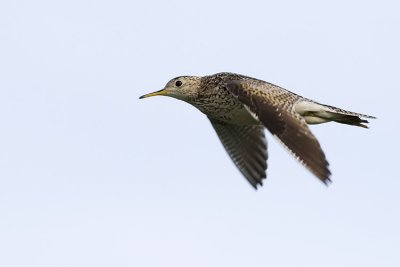 upland sandpiper 070207_MG_0024