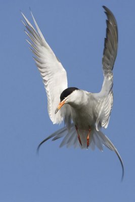 forster's tern 071007_MG_0926