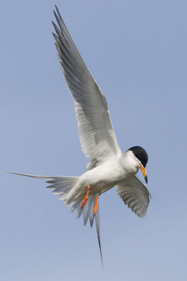 forsters tern 071007_MG_0903