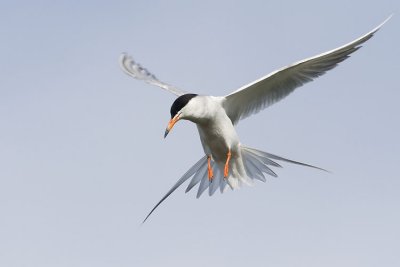 forsters tern 071007_MG_0812