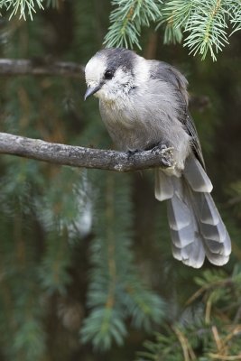 gray jay 071407_MG_0819
