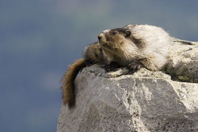 hoary marmot 071407_MG_0122
