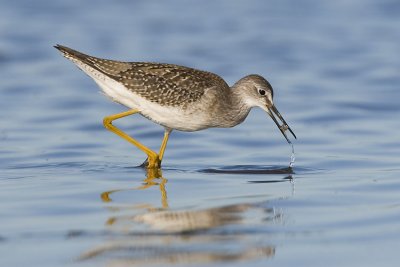 lesser yellowlegs 072107_MG_0654