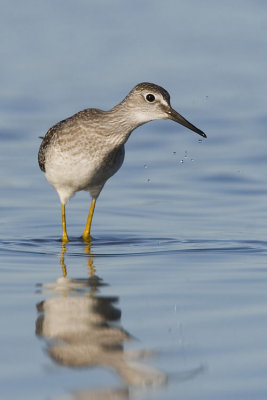 lesser yellowlegs 072107_MG_0797