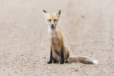 red fox 071807_MG_0525