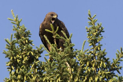 swainson's hawk 071707_MG_0301
