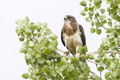 swainson's hawk 071707_MG_0371
