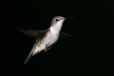 ruby-throated hummingbird 072007_MG_0754