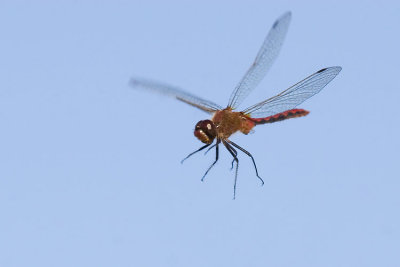 cherry-faced meadowhawk 072107IMG_3750