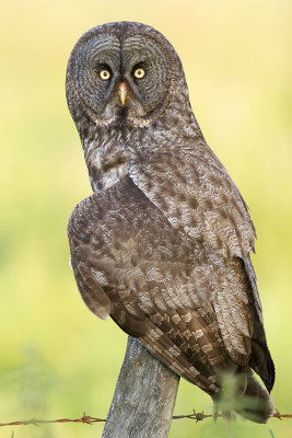 great gray owl 072807IMG_3833