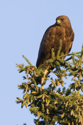 swainson's hawk 072907IMG_4021