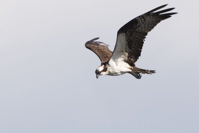 osprey 073007IMG_5128
