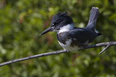 belted kingfisher 080107IMG_5655