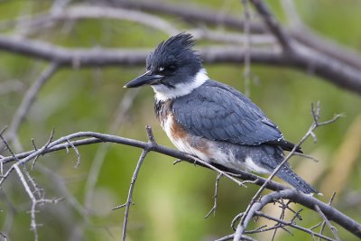 belted kingfisher 073107IMG_5487