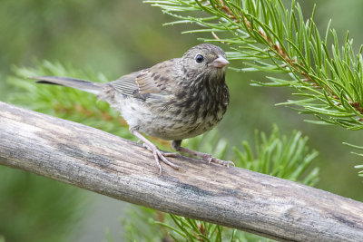dark-eyed junco 080407IMG_5873