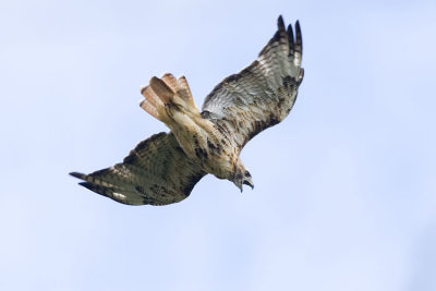 red-tailed hawk 080407IMG_5736