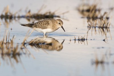 baird's sandpiper 080607IMG_8206