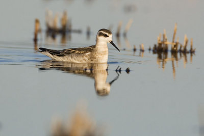 red-necked phalarope 080607IMG_8659
