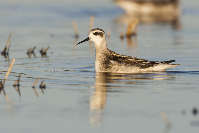red-necked phalarope 080607IMG_8691
