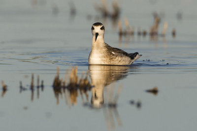 red-necked phalarope 080607IMG_8713