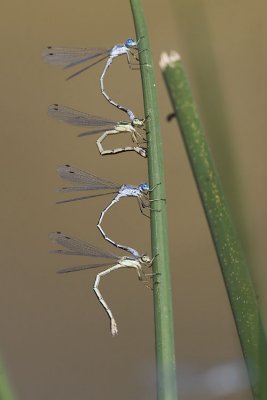 spread-winged damselflies (Lestes sp.) 081107IMG_9561