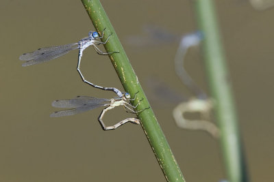 spread-winged damselflies (Lestes sp.) 081107IMG_9595