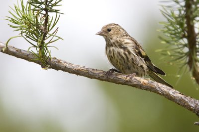 pine siskin 081307IMG_0024