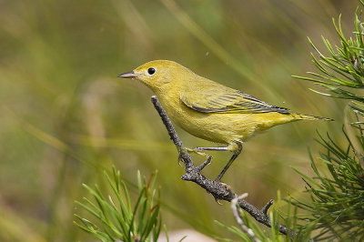 yellow warbler 081307IMG_0166