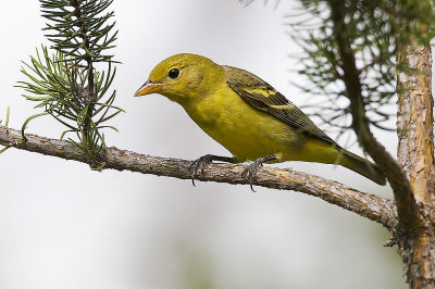 western tanager 081307IMG_0339