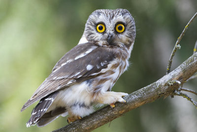 northern saw-whet owl 050607_MG_0195