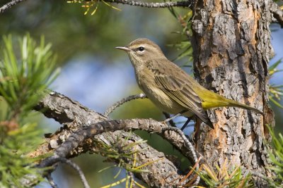 palm warbler 090207_MG_0574