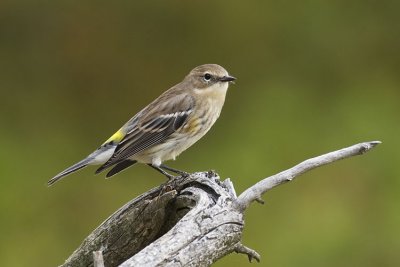 yellow-rumped warbler 090207_MG_0411