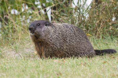 woodchuck 090707_MG_0249