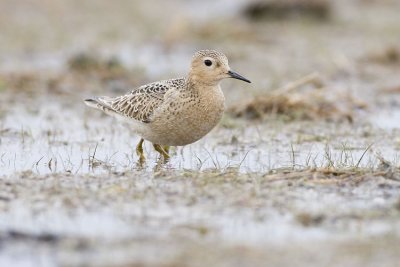 buff-breasted sandpiper 090907_MG_2567