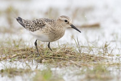 baird's sandpiper 090907_MG_0385
