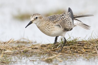 baird's sandpiper 090907_MG_0689