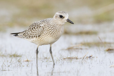 black-bellied plover 090907_MG_1440