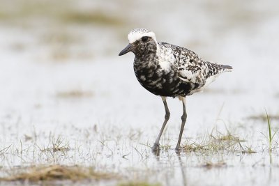 black-bellied plover 090907_MG_1554