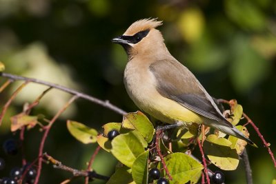 cedar waxwing 090907_MG_0096