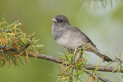 dark-eyed junco 091007_MG_0068