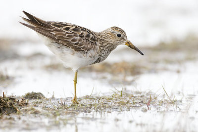 pectoral sandpiper 090907_MG_2218