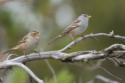 white-crowned sparrows 091007_MG_0026