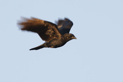 american crow 091307IMG_0830 copy.jpg