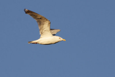 herring gull 091307IMG_0797