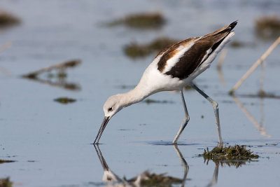 american avocet 091507IMG_0951