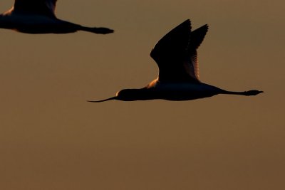 american avocet 091507IMG_2361