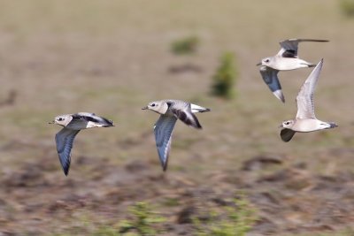 black-bellied & american golden plovers 091507IMG_0029