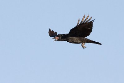common raven 091507IMG_1806